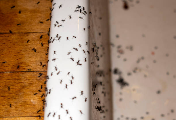 Best Termite Control Services  in Teays Valley, WV