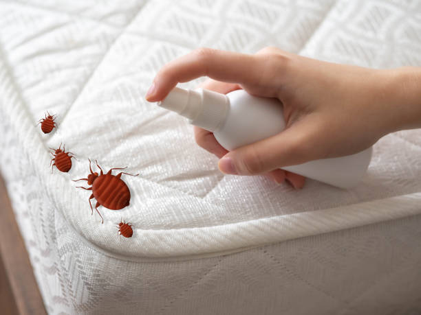 Best Spider Control Near Me  in Teays Valley, WV