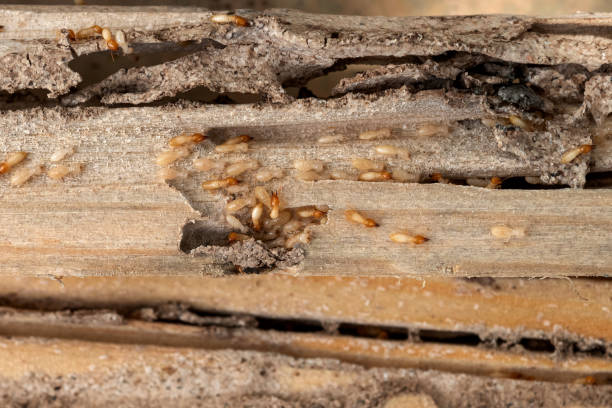 Best Wildlife Control Services  in Teays Valley, WV